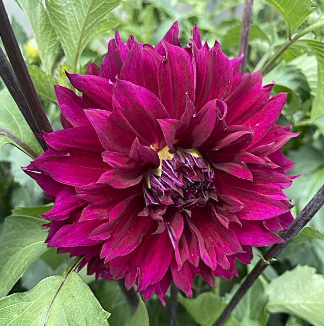 Dahlia Dark Fubuki 